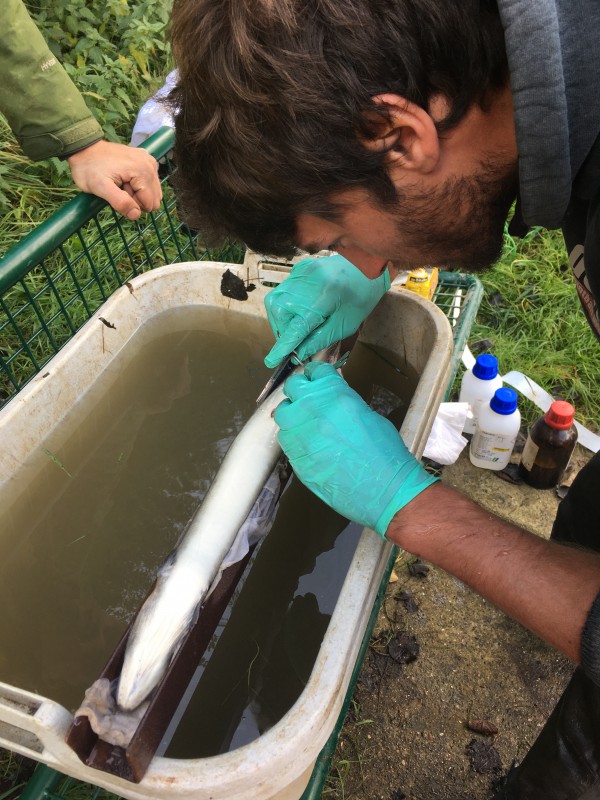 Swimming with the tide: migration behaviour of European silver eel in the Schelde Estuary.