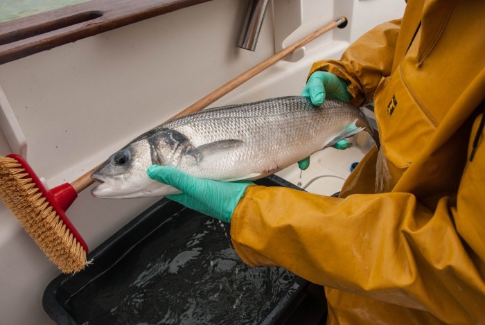 European seabass as test case in innovative acoustic telemetry research