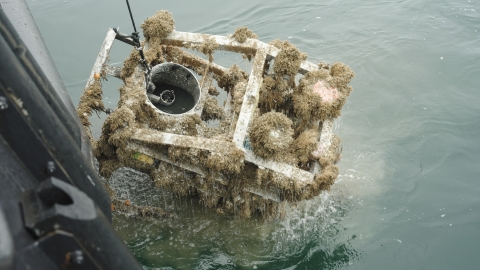 Acoustic equipment being retrieved with VLIZ acoustic team, North Sea, 2024 © John Janssens & Elise Guillaume