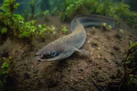 Eel_Credits_Pepe_Brix