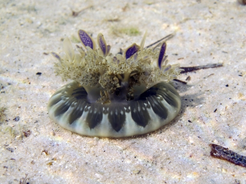 WoRMS Philanthropy grants 2019 WoRMS Philanthropy grants 2019