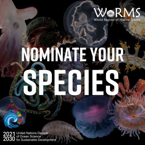 Call for nominations for the WoRMS Top-Ten Marine Species of 2024