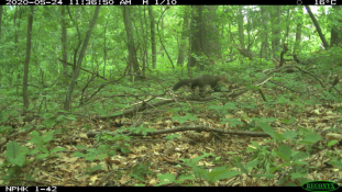 Rare European pine marten captured by the camera trap network