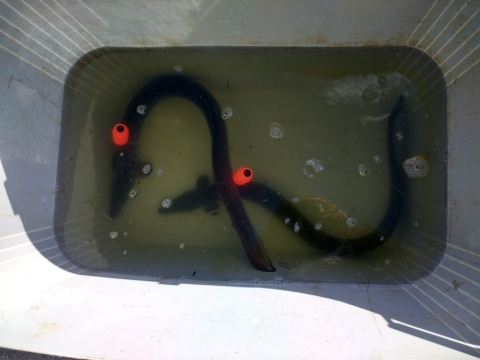 European eels, who are they and where are they going to?