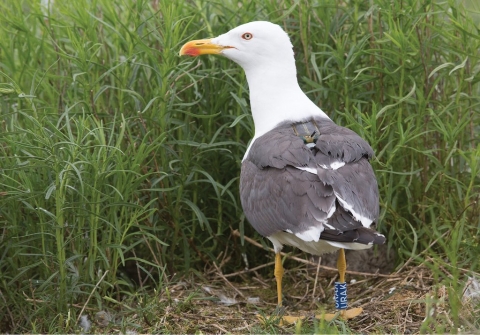 BLOG POST: Can we find the gulls back?