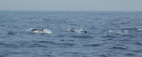 European Tracking Network for fish has reached over 500  million detections 