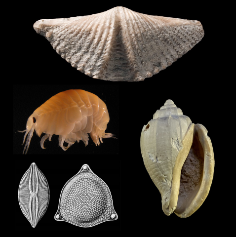 WoRMS Philanthropy Grants 2024 WoRMS Philanthropy Grants 2024