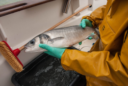 The pursuit of seabass and its conservation: electronic tagging