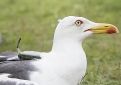 Nutritional Stress Causes Heterogeneous Relationships with Multi-Trait FA in Lesser Black-Backed Gull Chicks