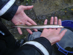 Does rain trigger the migration of silver eels?