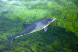 New in the Belgian LifeWatch Marine Observatory: Cetacean Passive Acoustic Network