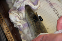 Successful external acoustic tagging of twaite shad Alosa fallax (Lacépède 1803)