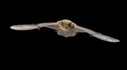 International symposium searches solutions for migrating bats