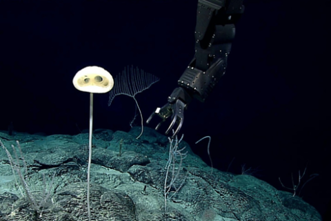 WoRMS press release: Ten remarkable new marine species from 2020