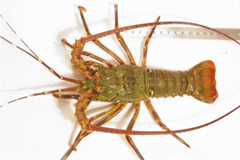 Chinese Register of Marine Species - ChaRMS - launched! Chinese Register of Marine Species - ChaRMS - launched!