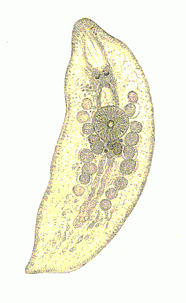 Turbellarian WoRMS portal launched