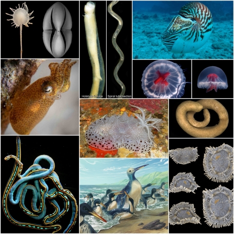 WoRMS press release: Ten remarkable new marine species from 2023