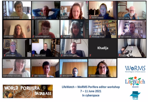 Porifera editors participated in the very first online organised WoRMS-LifeWatch editor workshop
