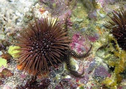 How to inventory the names of all species on Earth