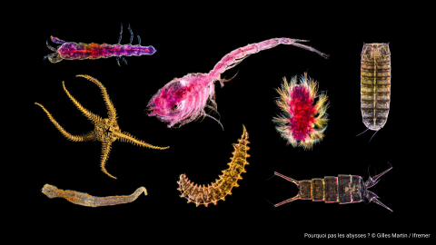 WoRMS partners with International Seabed Authority for enhanced deep-sea taxonomic info & standardization in the Area