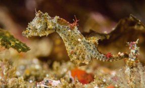 WoRMS press release: Ten remarkable new marine species from 2018