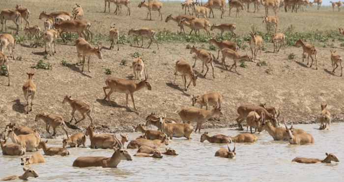 saiga west kazakhstan