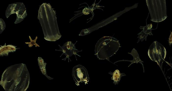 plankton collage