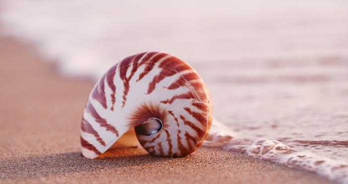 shell pattern