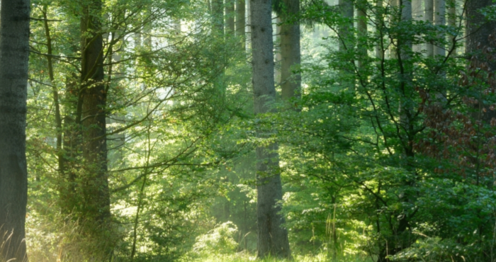 green forest