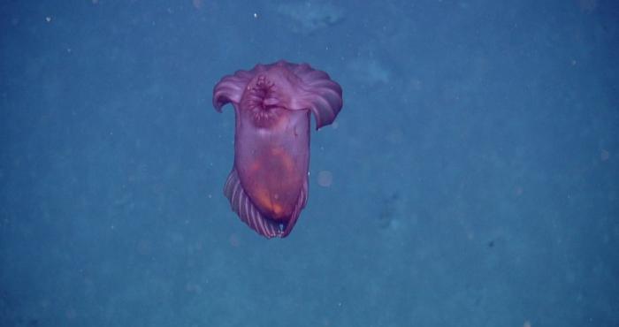 Clarion-Clipperton Zone  Species Checklist launched!