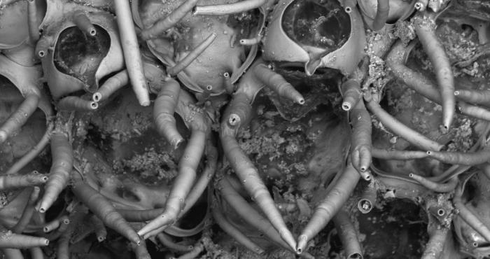 WoRMS and Aphia: a major update for Bryozoan species in collaboration with Bryozoa.net