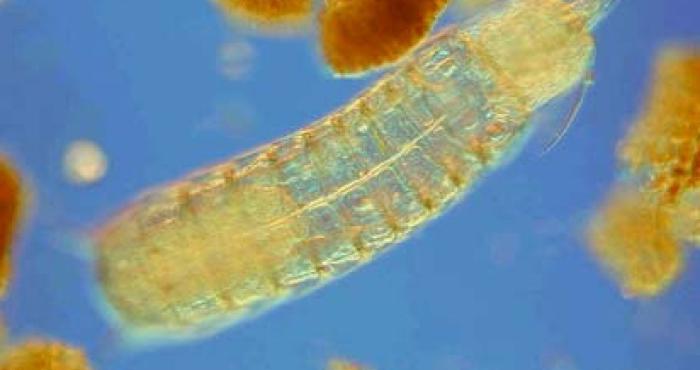 World Kinorhyncha Database launched!