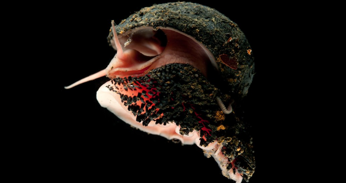 Ocean Census and WoRMS Announce Partnership to Enhance Rapid Discovery and Identification of Marine Life Ocean Census and WoRMS Announce Partnership to Enhance Rapid Discovery and Identification of Marine Life