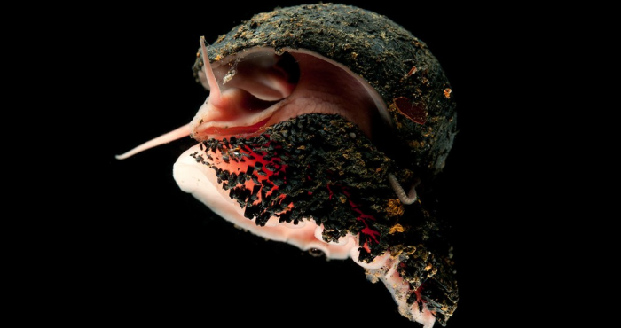 Ocean Census and WoRMS Announce Partnership to Enhance Rapid Discovery and Identification of Marine Life