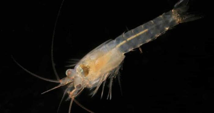WoRMS press release: Ten remarkable new marine species from 2021