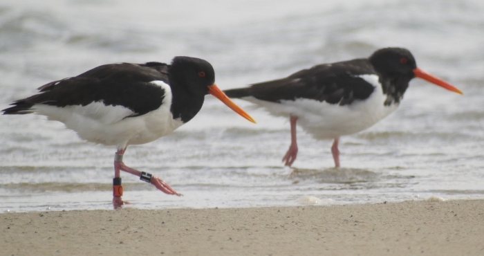 Our bird tracking data are now archived on GBIF and OBIS!