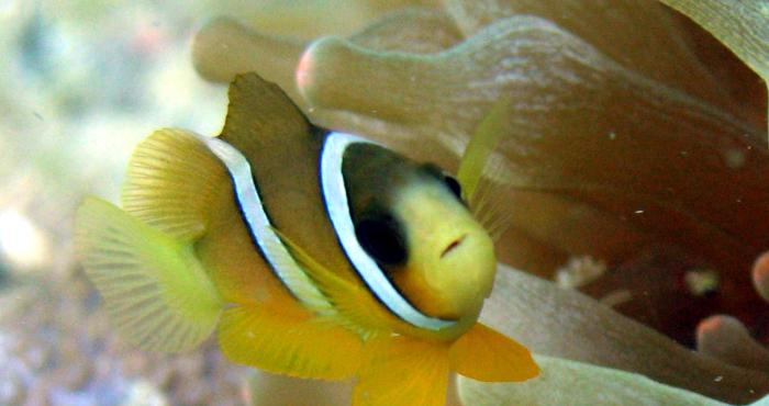 Launch of the Hong-Kong Register of Marine Species – HKRMS -, a new regional list within WoRMS.