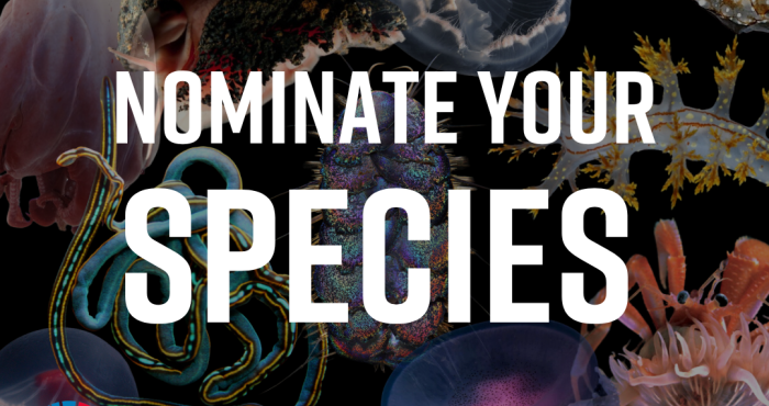 Call for nominations for the WoRMS Top-Ten Marine Species of 2024