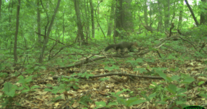 Rare European pine marten captured by the camera trap network