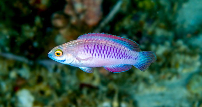 WoRMS press release: Ten remarkable new marine species from 2019