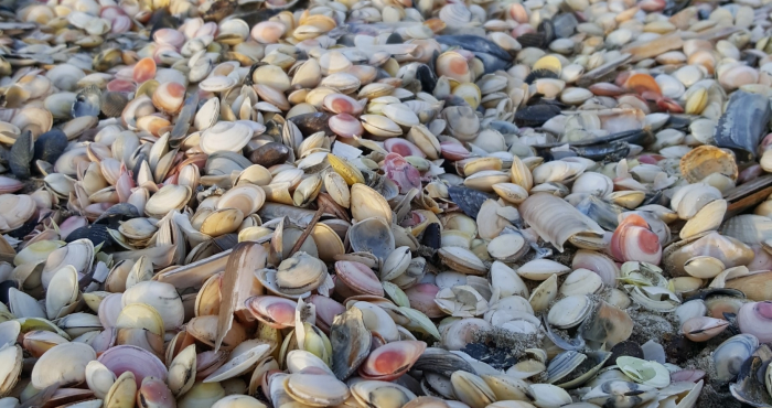 Baltic tellin most common bivalve at the fourth Belgian Big Seashell Survey