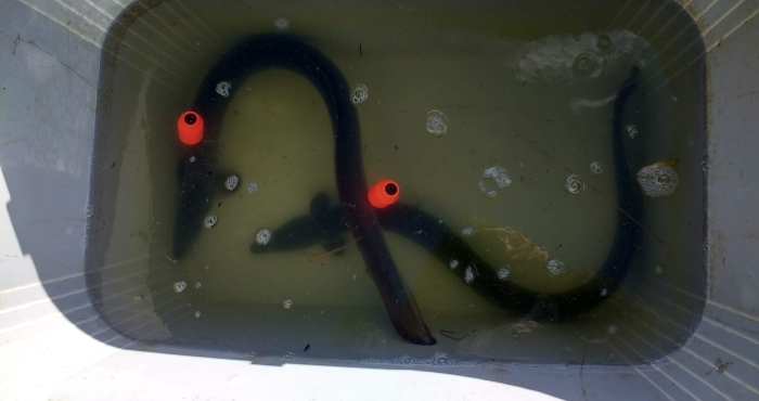 European eels, who are they and where are they going to?