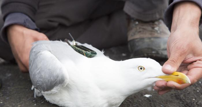 High-tech LifeWatch observatory unravels marine life in North Sea