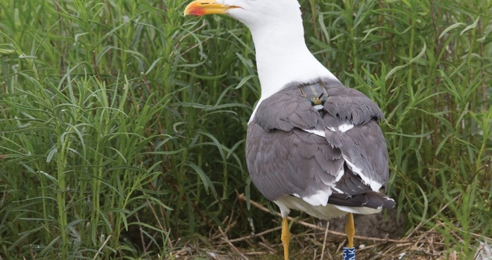 BLOG POST: Can we find the gulls back?