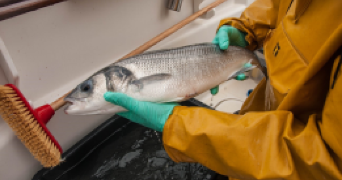 The pursuit of seabass and its conservation: electronic tagging