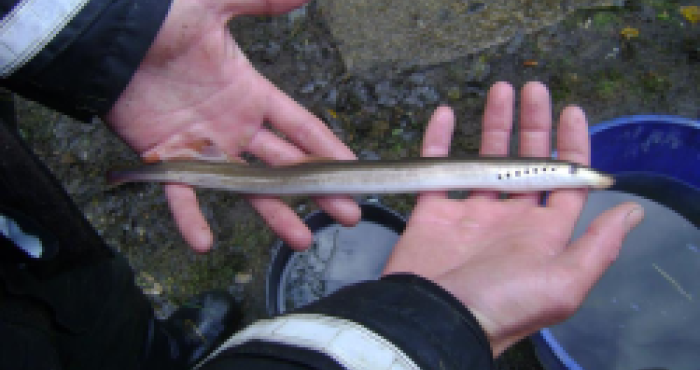 Does rain trigger the migration of silver eels?