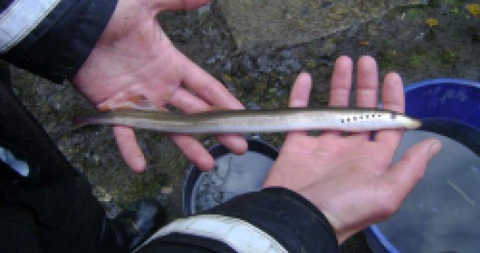 Heading south or north: novel insights on European silver eel Anguilla anguilla migration in the North Sea