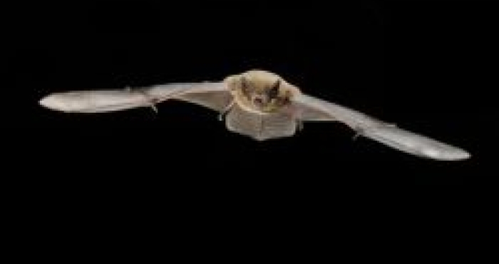 International symposium searches solutions for migrating bats