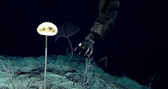 WoRMS press release: Ten remarkable new marine species from 2020