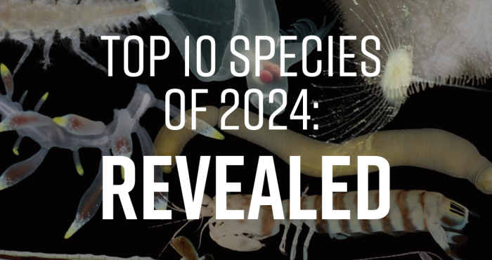 WoRMS press release: Ten remarkable new marine species from 2024